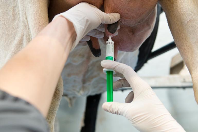AMCRA registreerde grote verschillen in antibioticagebruik bij de jongste kalveren. De hoogste bedrijven gebruikten bijna tien keer zo veel als de laagste bedrijven
