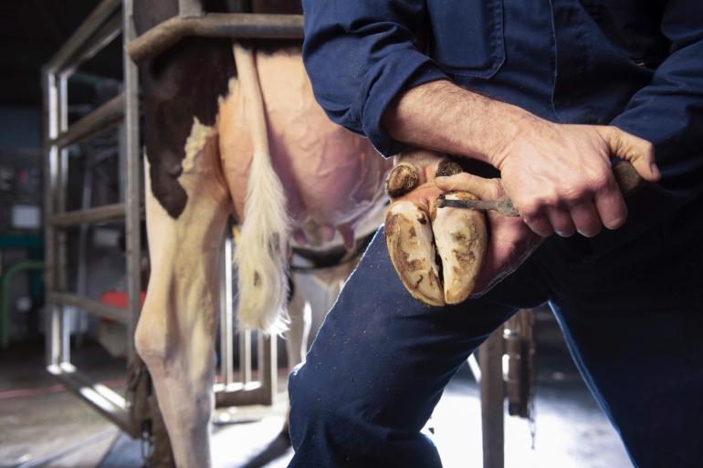 Via fokkerij en selectie is bij zwartbont een vermindering van het aantal klauwaandoeningen met bijna 20 procent gerealiseerd, bij roodbont is dit zelfs bijna 23 procent