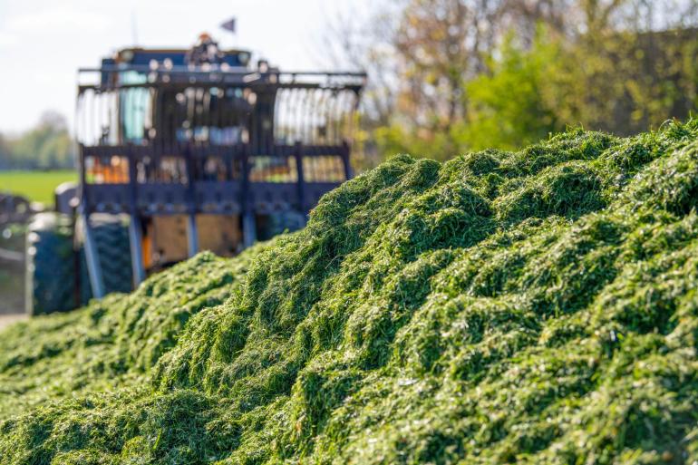 Het matige gras vraagt om tegenwicht van het beste ruwvoer in de bijvoeding dat je maar kunt vinden, zoals de eerste snede