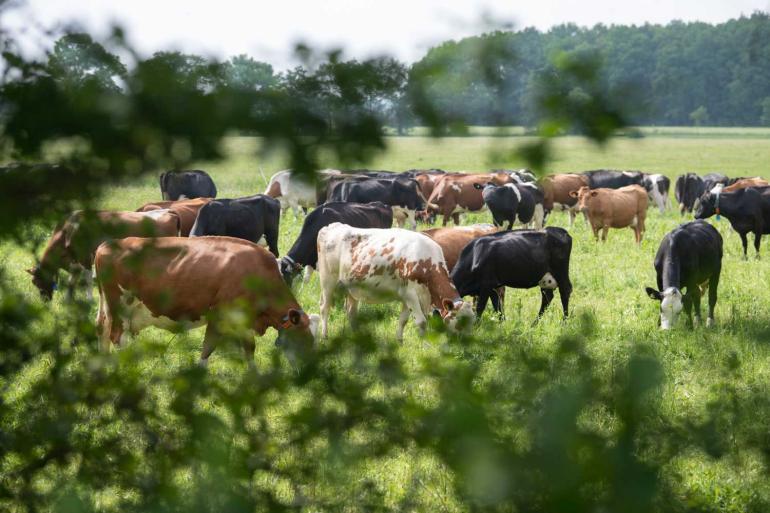 Extensieve bedrijven halen een groter deel van hun inkomsten uit verschillende bronnen