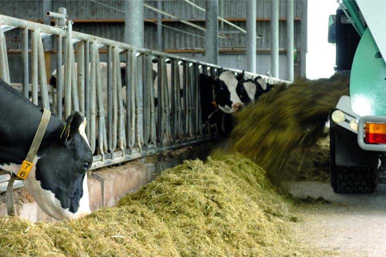 Bedrijven met een hogere voerefficiëntie voeren graskuilen met meer energie
