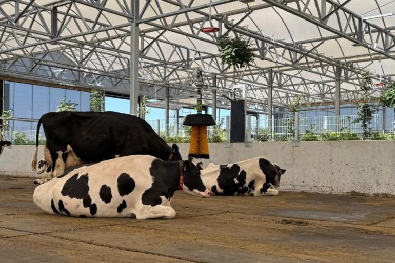 De Duitse vrijloopstal biedt plaats aan maximaal 630 koeien (foto: ID Agro)