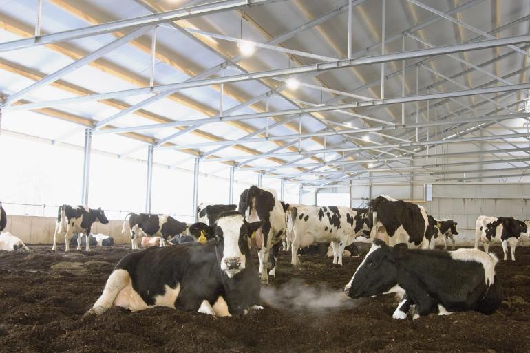 Als de aanpassingen voor extra leefoppervlak gerealiseerd moeten worden binnen de bestaande stalruimte, zal de veestapel moeten krimpen en kan de opbrengstderving voor een gemiddeld bedrijf oplopen tot meer dan 100.000 euro