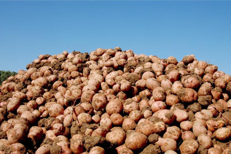 aardappelen