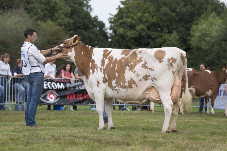 Edelweiss won dit voorjaar ook de roodbonttitel op de fokveeshow Lochem (foto: Teus van Herk/Koeienfoto’s.nl)