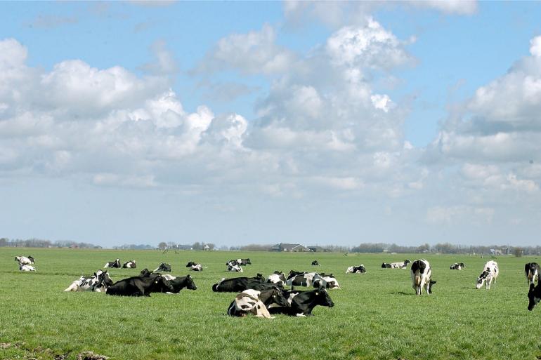 Behoud van het areaal grasland is een voorwaarde voor veehouders die deelnemen aan de subsidieregeling extensivering melkveehouderij