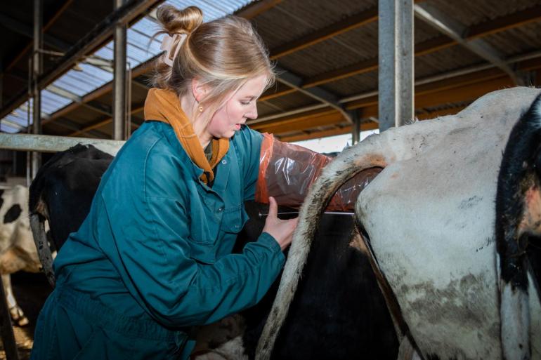 De bijdrage van de fokwaarde dochtervruchtbaarheid aan de NVI-formule is sinds 2007 verhoogd van 8 naar 16 procent