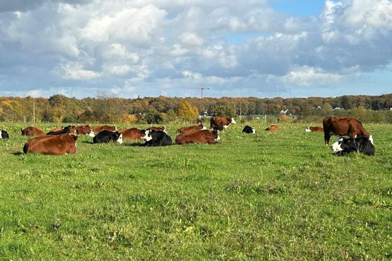 Het was een mooie nazomer en herfst voor weidegang