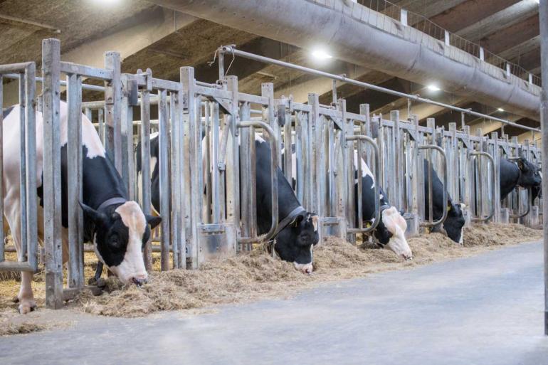 Het aandeel eerste inseminaties met zwartbontstieren is gedaald naar bijna 45 procent (foto: Eric Elbers)