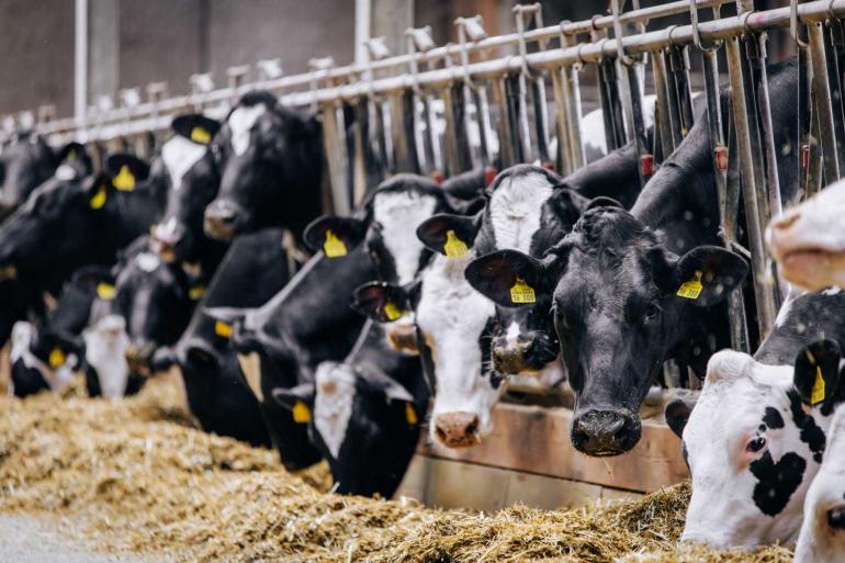 Het aantal melkkoeien bleef in Duitsland met 3,14 miljoen vrijwel gelijk aan vorig jaar