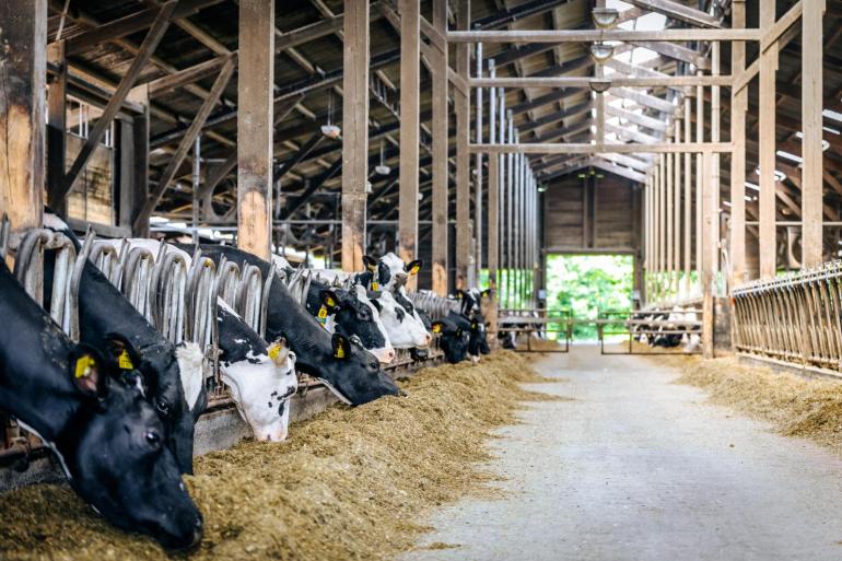 Fotoseries op hoogproductieve bedrijven, zoals dat van Astrid Brandl en Jens Timmering, deden het goed
