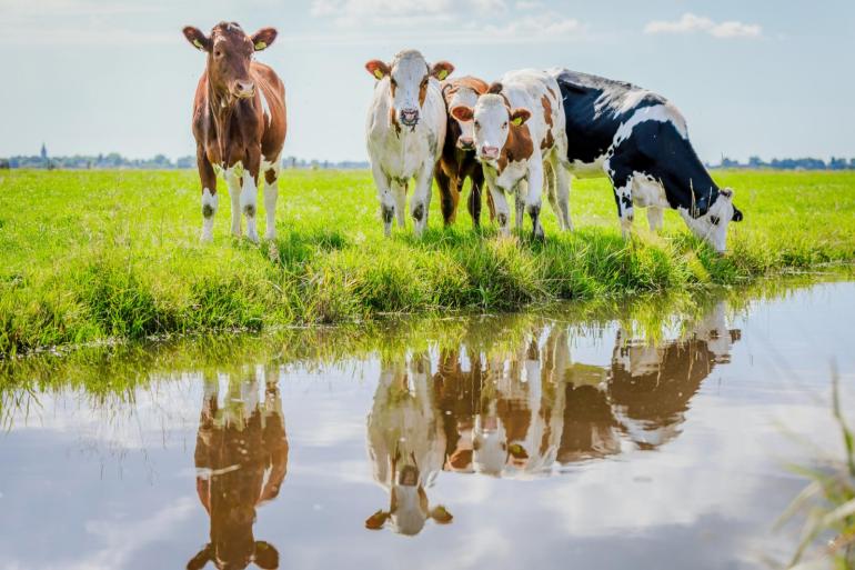 De daling van het aantal weidende runderen lijkt structureel