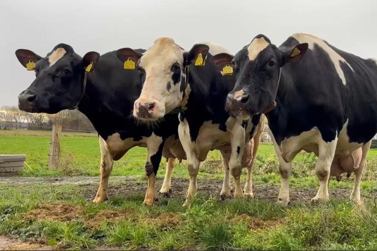 Van links naar rechts: Batenburg Marie 2169 (v. Shogun), Batenburg Galto 2177 (v. Fidelity) en Batenburg Ginster 2164 (v. Surprise) waren in één mpr samen goed voor een levensproductie van 30.000 kg vet en eiwit (beeld: Jeanet Brandsma)