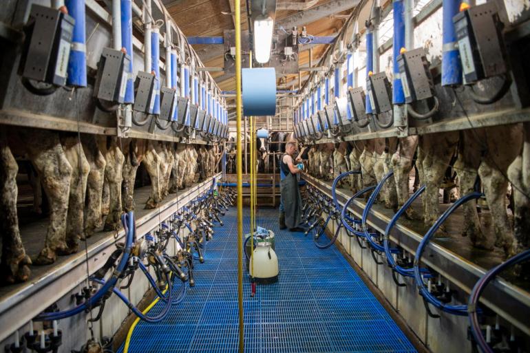 Het in 2025 extra gevoerde krachtvoer is slecht benut. Bijna 400 kg extra per koe leverde gemiddeld ‘slechts’ 500 kg extra melk op