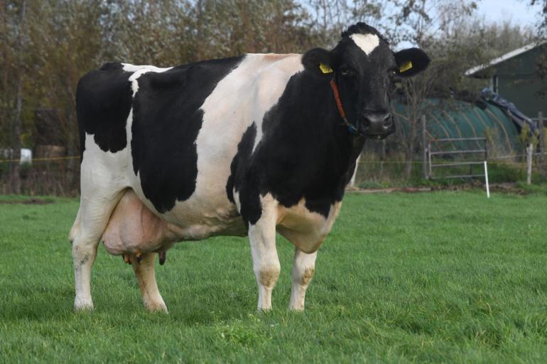 Marja 93 werd geboren op de eerste kerstdag van 2009 en is op haar zestiende verjaardag drager van het predicaat Sterkoe 3 (foto: Harrie van Leeuwen)