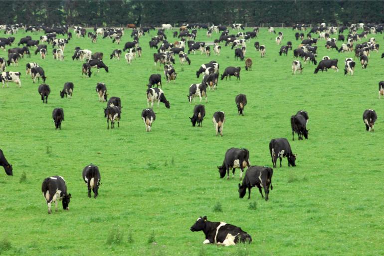 De Nieuw-Zeelandse melkveestapel bestond afgelopen boekjaar voor 61,1 procent uit kruisingen tussen holsteins en jerseys