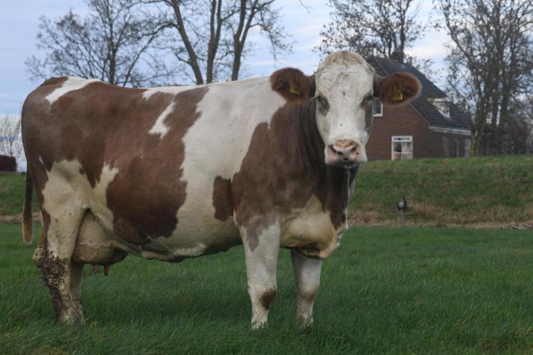 Roebol Tonnie 228 (v. Hupsol) kan op een sober rantsoen veel melk produceren en toch goed in conditie blijven. Dat maakt haar de perfecte koe voor een biologisch bedrijf met veel natuurland