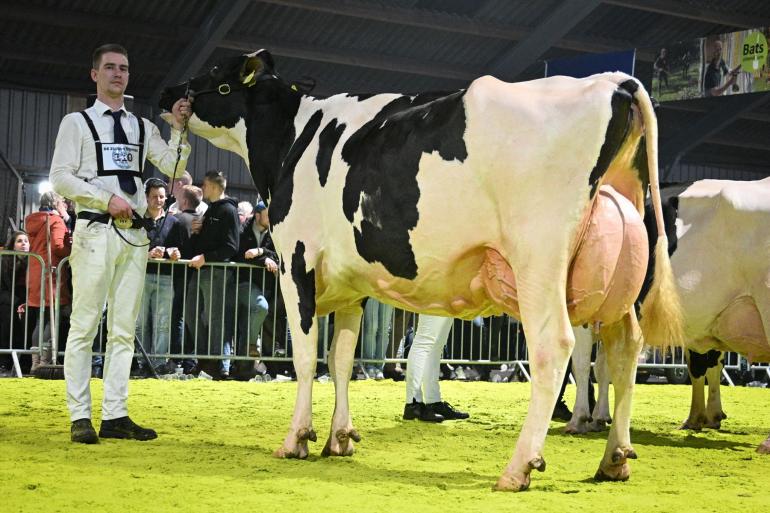 Net als in 2024 straalde Tellingen Esmeralda 150 van de familie Krikken uit Echten op de winteravondshow van tentoonstellingsvereniging De Zuidwesthoek in Wanneperveen (foto: Henk Lomulder)