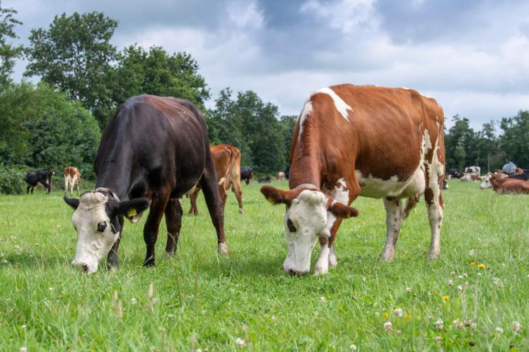 Het inkomen van biologische melkveehouders steeg van 54.000 euro per aje in 2024 naar 90.000 euro per aje in 2025