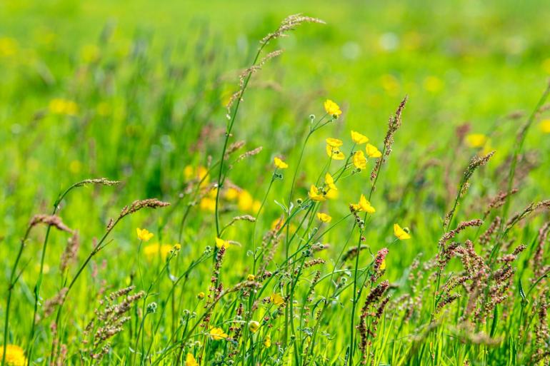 FrieslandCampina signaleert een toenemende vraag naar inspanningen op biodiversiteit vanuit zowel klanten als de maatschappij