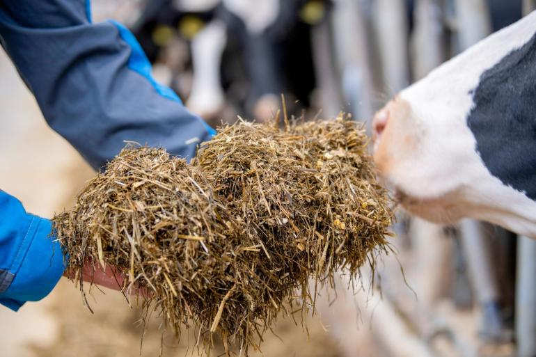 Een groot aantal deelnemers aan het project Koe en Eiwit stuurt meer op tankmelkureum dan op ruw eiwit in het rantsoen omdat het tankmelkureum iedere drie dagen actueel is
