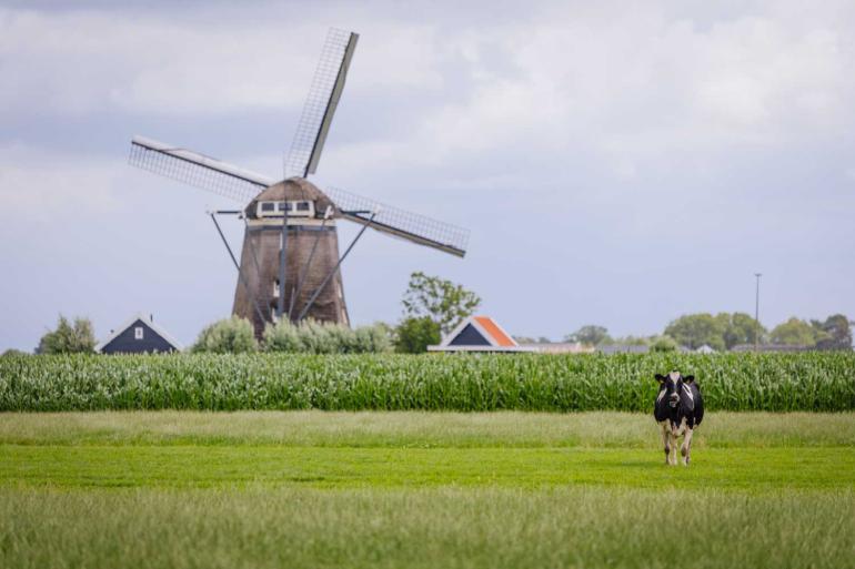 De gemiddelde prijs van grasland steeg in 2025 met ruim 10.000 euro naar 86.400 euro per hectare