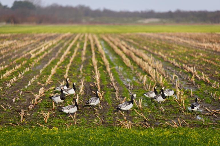 Het is voor het eerst dat vogelgriep in Europa bij melkkoeien is aangetoond