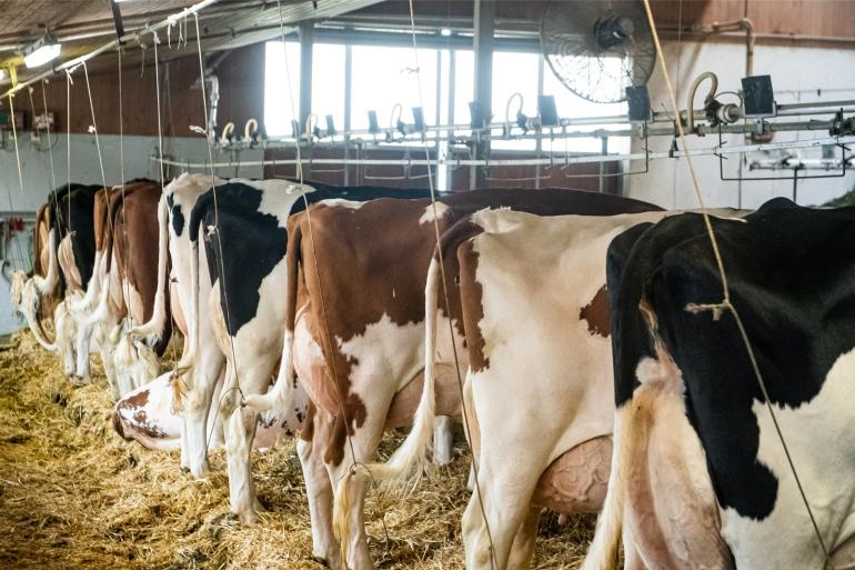 Vooral in Beieren worden nog veel koeien gehouden in een grupstal
