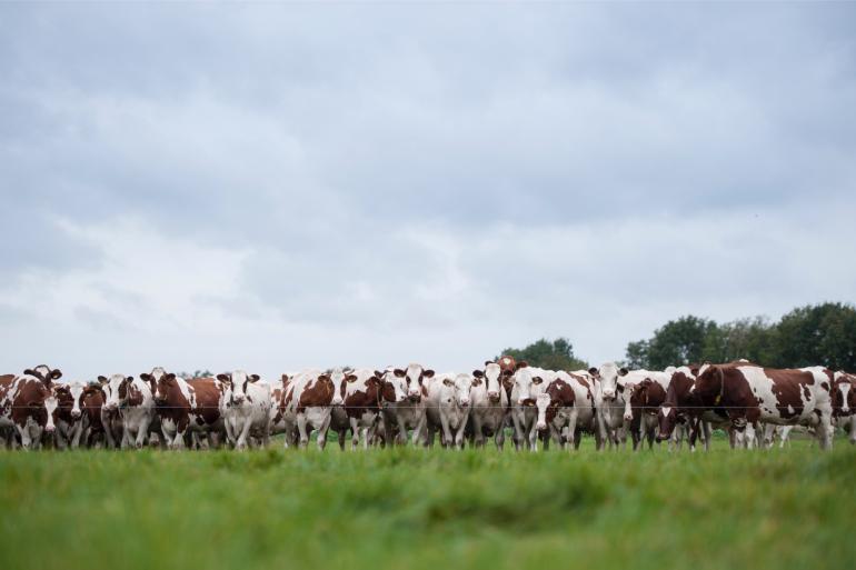 In een pilot lag het ruw eiwit van vers gras tussen 78 en 338 gram per kilo droge stof