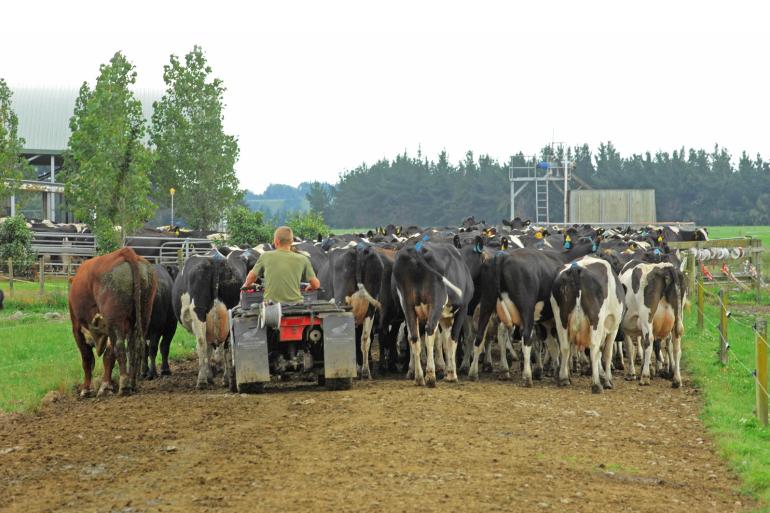 In 2018 startte de Nieuw-Zeelandse rundveesector samen met de overheid een intensieve tien jaar durende campagne om de Mycoplasma bovis volledig uit te roeien.