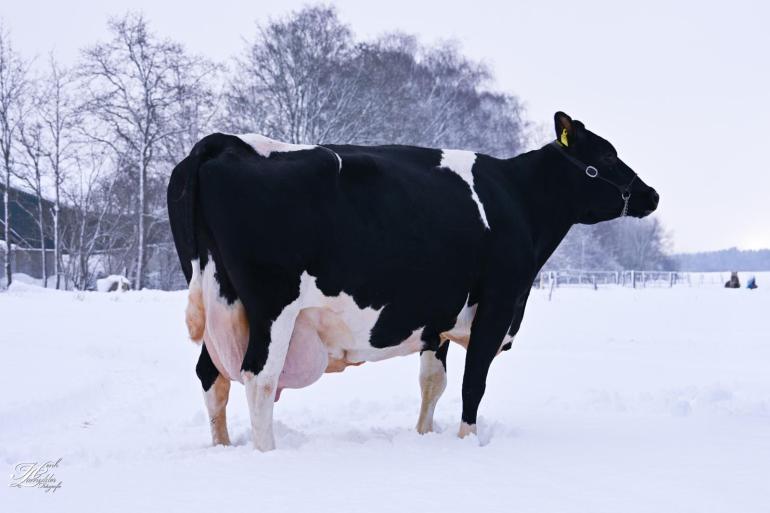 Renske 136 laat zien dat fokkerij niet altijd zwart-wit hoeft te zijn. Ze kon met haar fokwaarden niet meekomen, maar werd wel honderdtonner, tientonner en sterkoe 3 (foto’s: Henk Lomulder)