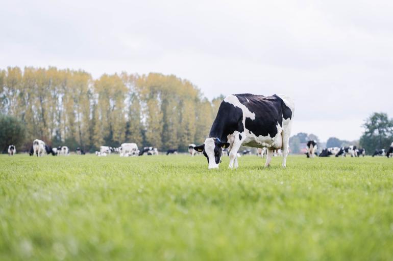 r&W bijten elkaar niet