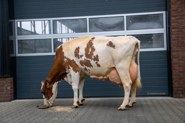 Waar Toosje als vaars iets meer dan 7.000 kilo melk produceerde, verdubbelde dat als vierdekalfskoe naar ruim 14.000 kilo (foto: Fernanda Vosman)