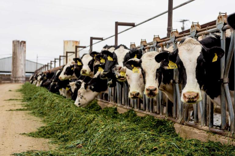 In de VS nam de melkaanvoer in november met 4,5 procent toe