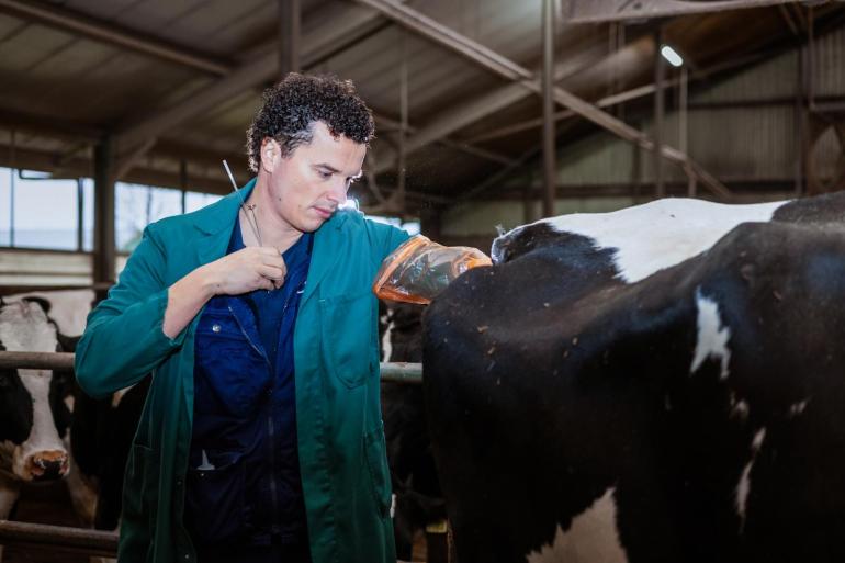 De koeien met een verlengde lactatie produceerden in het Zweedse onderzoek  gemiddeld 12.873 kg meetmelk in 305 dagen tegenover 12.064 kg meetmelk voor de koeien die vanaf 50 dagen werden geïnsemineerd