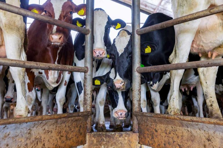De 305 dagenproducties zijn alleen gepubliceerd als er minstens 75 lijsten per lactatie beschikbaar zijn