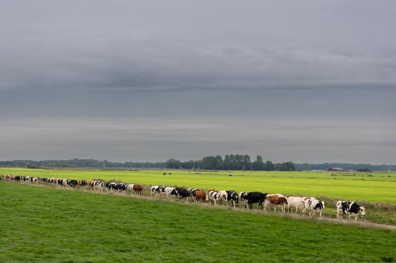 Veel robotboeren zijn bezorgd of er tijdens een controlemoment voldoende koeien buiten lopen