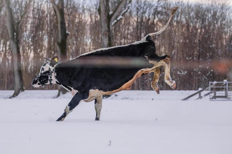 Een blije witrik rent door de sneeuw (foto: Tessa van Sterkenburg)