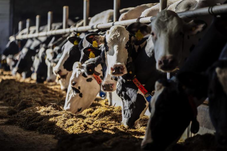Door minder rantsoenwisselingen starten koeien in de winterperiode het beste op