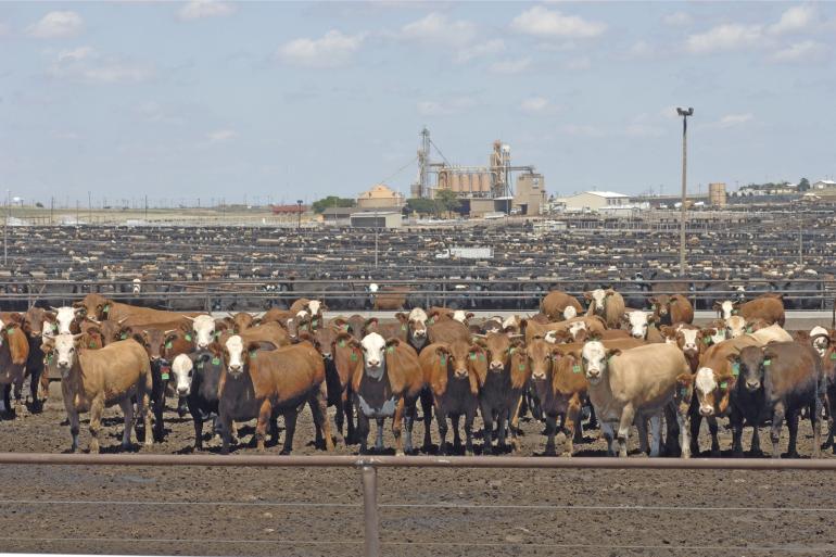 In de feedlots in de VS worden steeds meer kruislingen afgemest