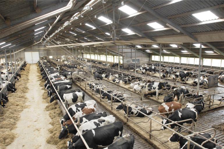 Op bedrijven met meer dan 181 koeien is het celgetal gemiddeld 19.000 cellen/ml hoger