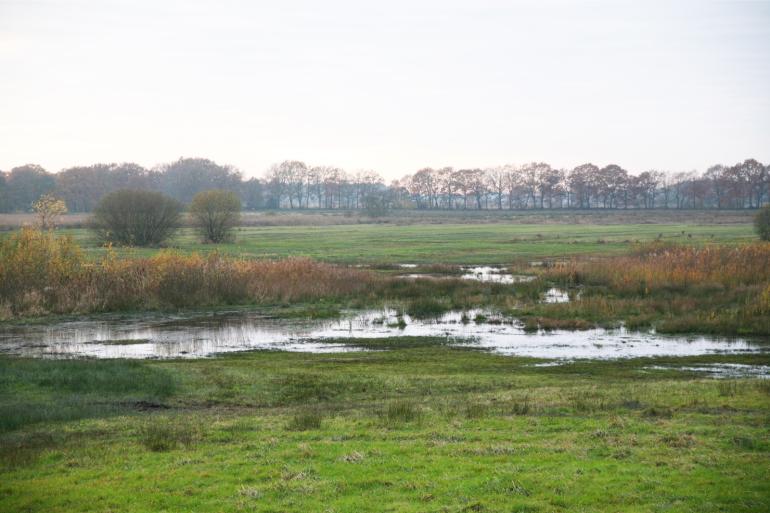 Een daling van de uitstoot in Nederland helpt ook de natuur in Vlaanderen – en andersom