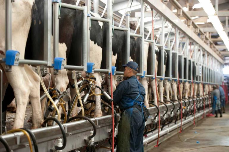 In totaal produceerden melkveehouders in de VS afgelopen jaar 231,5 miljard Amerikaanse ponden melk, 2,5 procent meer dan het jaar