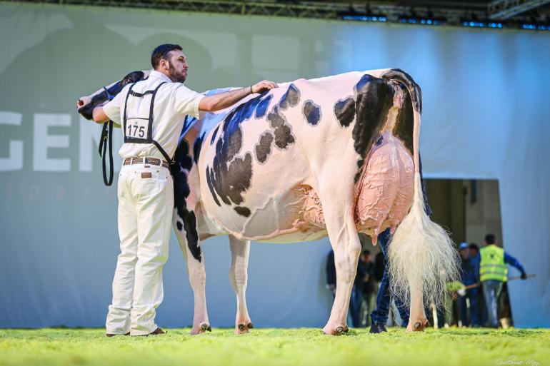 Na haar zege in Cremona won Fantasy Darsena nu in Verona (foto: Guillaume Moy)