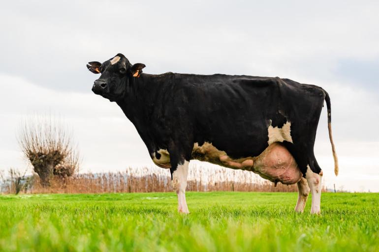 In totaal was stalnummer 134 ruim 4000 dagen in productie, waarin ze 158.846 kg melk en 11.153 kg vet en eiwit produceerde (foto: Ilse Louwagie)
