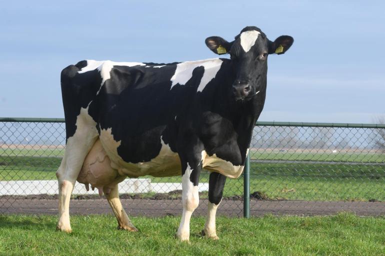 Janny 70 werd als vaars ingeschreven met 83 punten. Dat werd dertien jaar later en met een levensproductie van meer dan 140.000 kg melk op de teller opgewaardeerd naar 88 punten (foto: Harrie van Leeuwen)