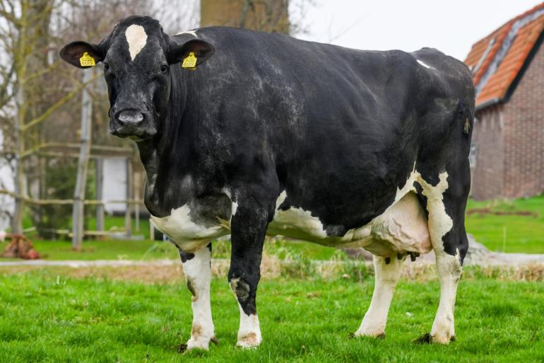 Hilda 26 ging zich naarmate ze ouder werd steeds meer onderscheiden van haar grupgenotes. Zo werd haar exterieurscore opgewaardeerd van 85 naar 88 punten (foto: Harrie van Leeuwen)
