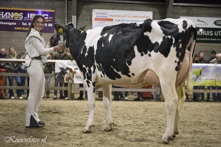 Vorig jaar was Holec Pabu 1 (v. Rager) van de familie Kuijer favoriet bij het publiek (foto: Koeienfoto’s.nl)