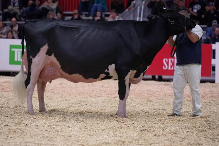 Herminie won in november vorig jaar het algemeen kampioenschap zwartbont op de Royal Winter Fair (foto: beeld Royal Winter Fair)