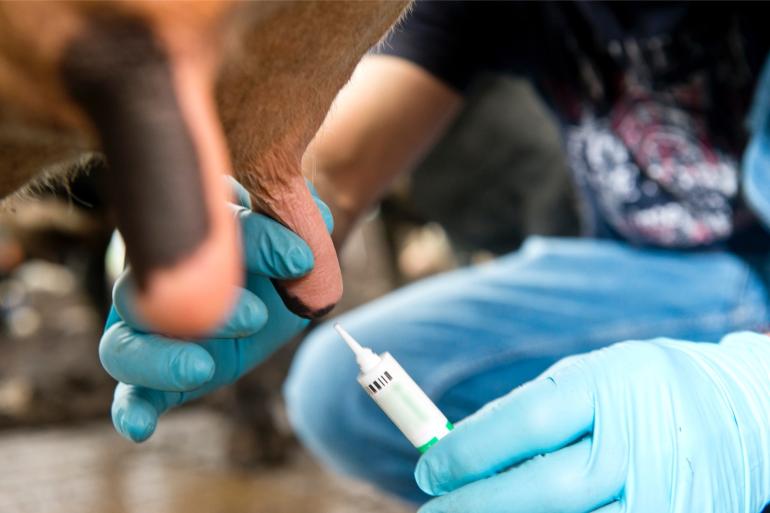 Koeien met klinische mastitis produceren in de eerste zes maanden na de uierontsteking gemiddeld 6 kg melk minder per dag dan voor de uierontsteking